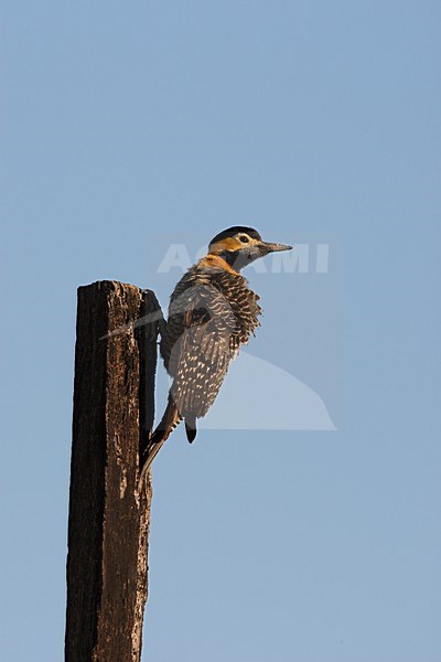 Campogrondspecht zittend tegen paal; Campo Flicker perched against pole stock-image by Agami/Roy de Haas,