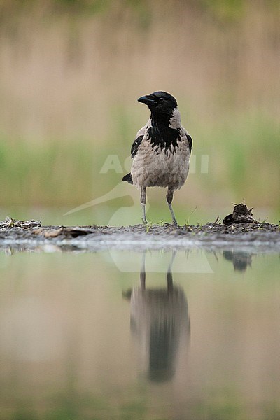 Bonte Kraai staand op waterkant; Hooded Crow standing at waterside stock-image by Agami/Marc Guyt,