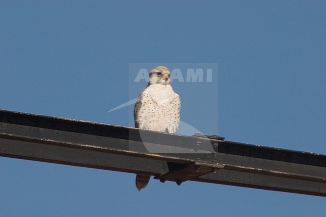 Lannervalk zittend op electriciteitsmast tegen een blauwe lucht. Lanner Falcon sitting on a pylon against a blue sky stock-image by Agami/Ran Schols,