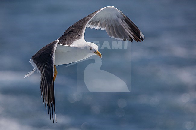 Lesser black-backed gull (Larus fuscus), adult flying, with the sea as background. stock-image by Agami/Sylvain Reyt,