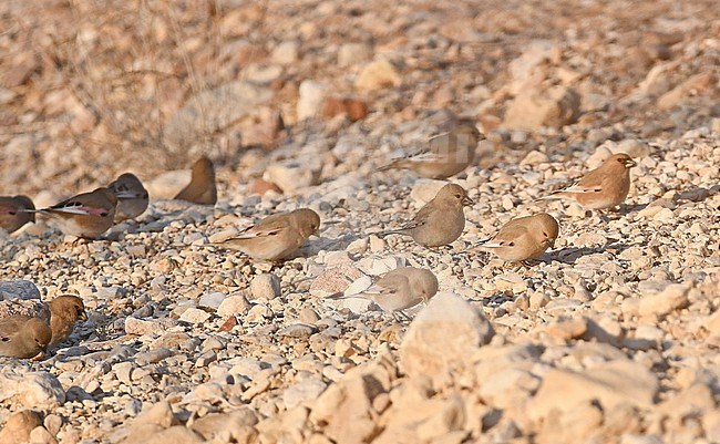 Desert Finch (Rhodospiza obsoleta) at Negev, Israel stock-image by Agami/Eduard Sangster,