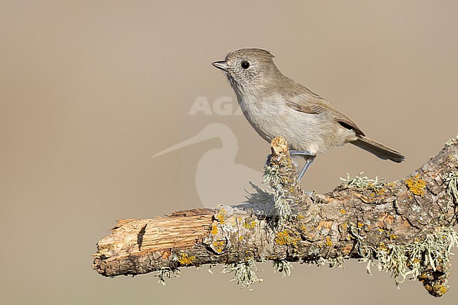 Adult
Santa Barbara Co., CA
November 2021 stock-image by Agami/Brian E Small,