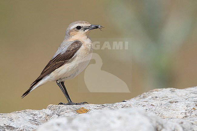 Northern Wheatear (Oenanthe oenanthe), side view of an adult female carrying a prey in its bill. stock-image by Agami/Saverio Gatto,