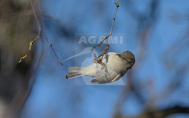 Breeding Common Chiffchaff (Phylloscopus collybita) hanging from branch in Denmark stock-image by Agami/Helge Sorensen,