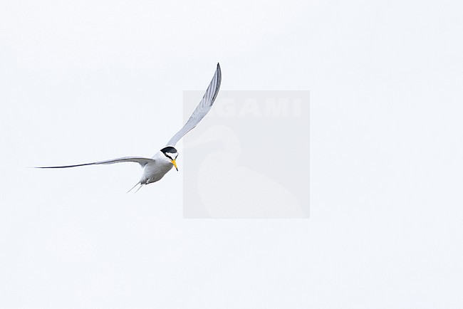 adult little tern (Sternula albifrons) in breeding plumage in flight, found at Buir Lake (Buir Nuur) in Dornod Aimag in Mongolia stock-image by Agami/Mathias Putze,