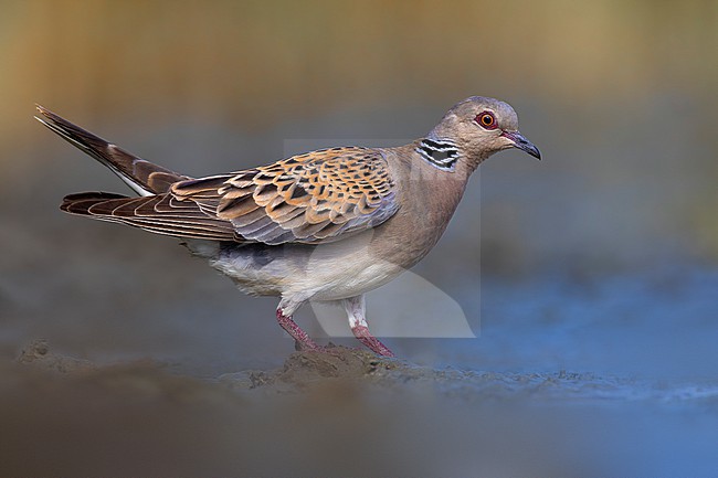 Adult Eurasian Turtle Dove, Streptopelia turtur, in Italy. stock-image by Agami/Daniele Occhiato,