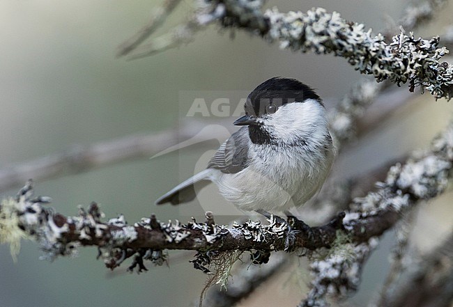 Willow Tit - Weidenmeise - Poecile montanus ssp. uralensis, Russia (Ural) stock-image by Agami/Ralph Martin,
