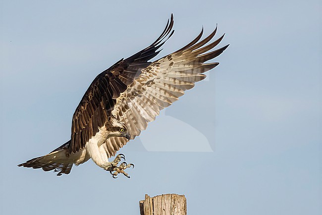  stock-image by Agami/Han Bouwmeester,