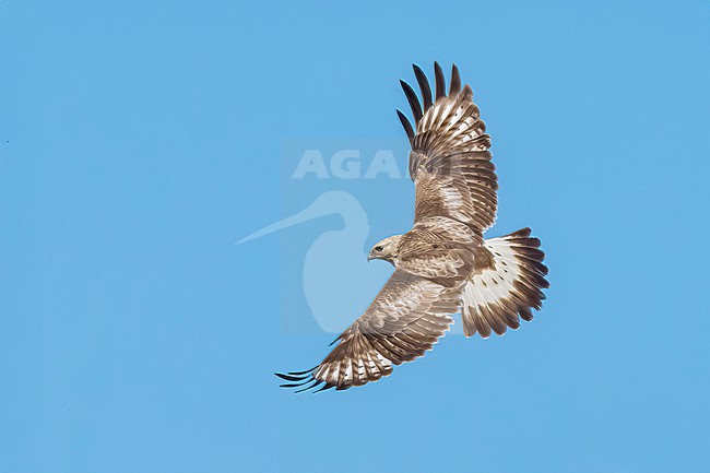 Adult (light morph)
Mackinac Co., MI
April 2025 stock-image by Agami/Brian E Small,