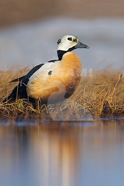 Male Steller’s Eider (Polysticta stelleri) standing on edge of on an arctic tundra pond near Barrow in northern Alaska, United States. stock-image by Agami/Dubi Shapiro,