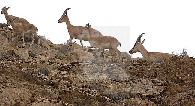 Wild Goat, Capra aegagrus stock-image by Agami/James Eaton,