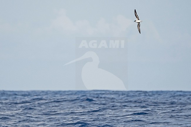 Zino's Petrel (Pterodroma madeira) at sea off Madeira, Portugal. stock-image by Agami/Pete Morris,