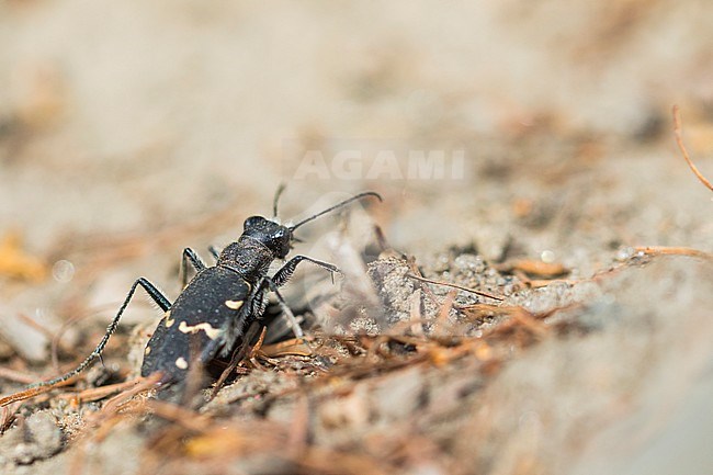 Wood tiger beetle - Wald-Sandlaufkäfer - Cicindela sylvatica, Russia (Baikal), imago stock-image by Agami/Ralph Martin,
