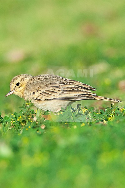 Adult Tawny Pipit (Anthus campestris) during spring migration in a citypark in Eilat, Israel. stock-image by Agami/Marc Guyt,