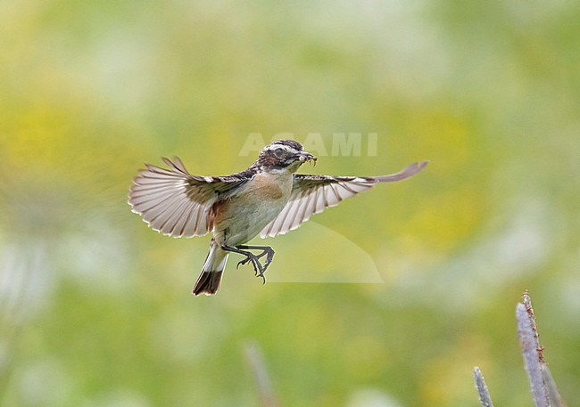 Whinchat (Saxicola rubetra) in Finland. stock-image by Agami/Tomi Muukkonen,