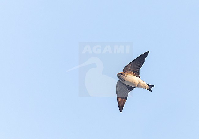 Adult Streak-throated swallow (Petrochelidon fluvicola) in India during autumn. stock-image by Agami/Marc Guyt,