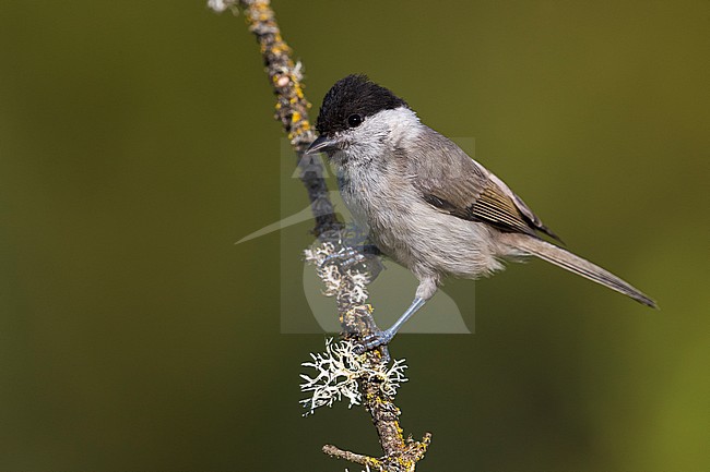 Matkop, Willow Titus stock-image by Agami/Daniele Occhiato,