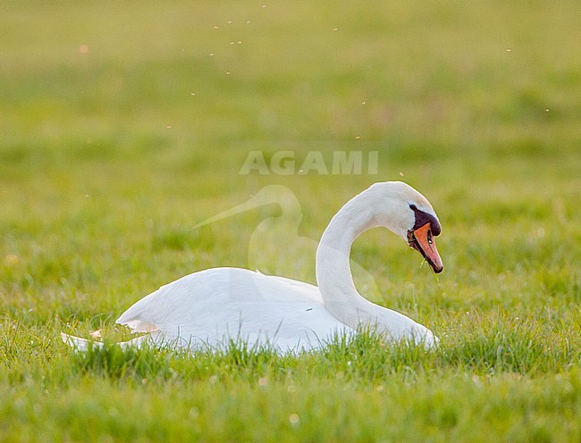 Mute Swan (Cygnus olor) resting in a green meadow in the Netherlands. stock-image by Agami/Marc Guyt,