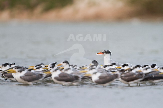 Reuzenstern; Caspian Tern; Sterna caspia, Oman, adult with Greater Crested Tern stock-image by Agami/Ralph Martin,
