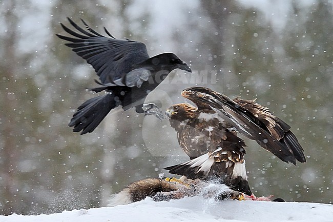 Steenarend in de sneeuw, Golden Eagle in the snow stock-image by Agami/Jari Peltomäki,