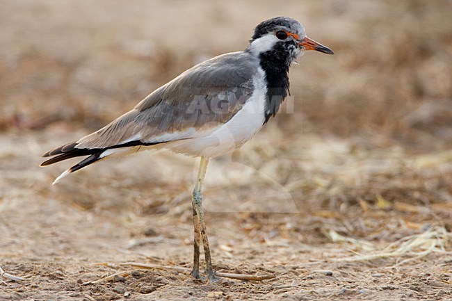 Pavoncella indiana; Red-wattled Plover; Vanellus indicus stock-image by Agami/Daniele Occhiato,