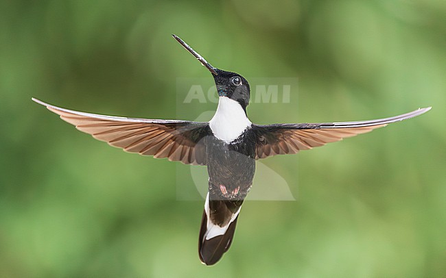 Collared Inca (Coeligena torquata) stock-image by Agami/Lennart Verheuvel,
