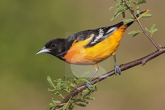 Adult male
Galveston Co., TX
April 2012 stock-image by Agami/Brian E Small,
