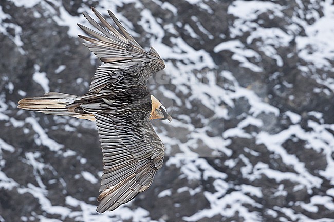 Adult Bearded Vulture (Gypaetus barbatus barbatus), in flight, seen from above, against a snow-covered mountain in Switzerland as background. Also known as Lammergeier. stock-image by Agami/Ralph Martin,