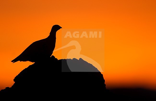 Mannetje Alpensneeuwhoen met zonsondergang; Male Rock Ptarmigan in sunset stock-image by Agami/Danny Green,