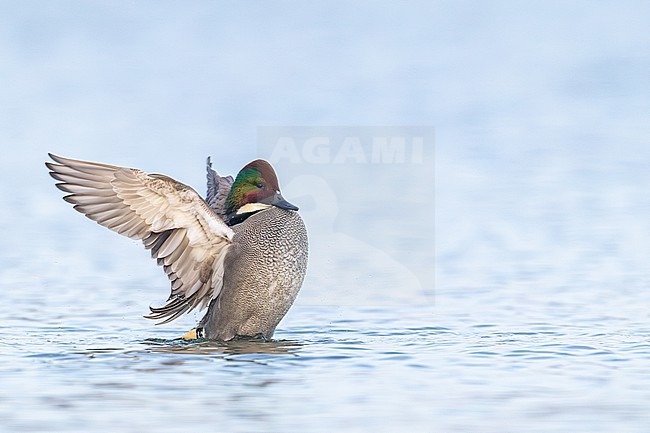 Bronskopeend, Falcated Duck, Mareca falcata stock-image by Agami/Menno van Duijn,
