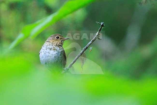 Swainson's Thrush (Catharus ustulatus) taken the 18/06/2022 at Seward - Alaska. stock-image by Agami/Nicolas Bastide,