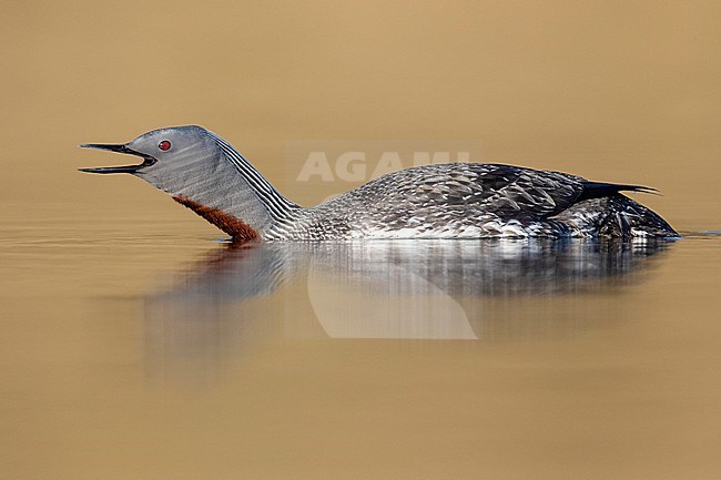 Red-throated Loon (Gavia stellata), sideview of an adult in breeding plumage, Western Region, Iceland stock-image by Agami/Saverio Gatto,