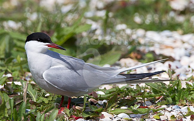 Visdief in broedkolonie, Common Tern in breeding colony stock-image by Agami/Roy de Haas,