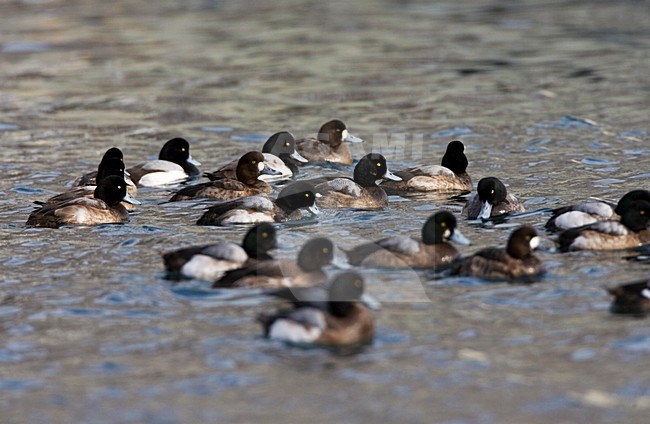 Topper groep zwemmend; Greater Scaup group swimming stock-image by Agami/Marc Guyt,