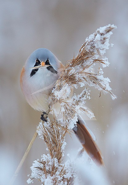Baardman, Bearded Reedling stock-image by Agami/Markus Varesvuo,