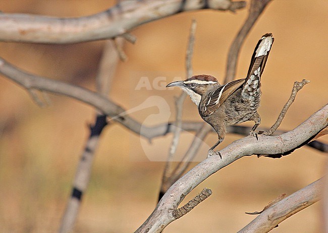 Chestnut-crowned Babbler (Pomatostomus ruficeps) in Southern Australia. stock-image by Agami/Pete Morris,
