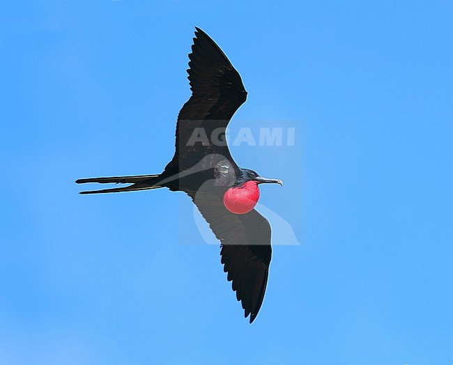 Adult male Great Frigatebird, Fregata minor, at Reitoru- Tuamotu archipelago - French polynesia. stock-image by Agami/Aurélien Audevard,