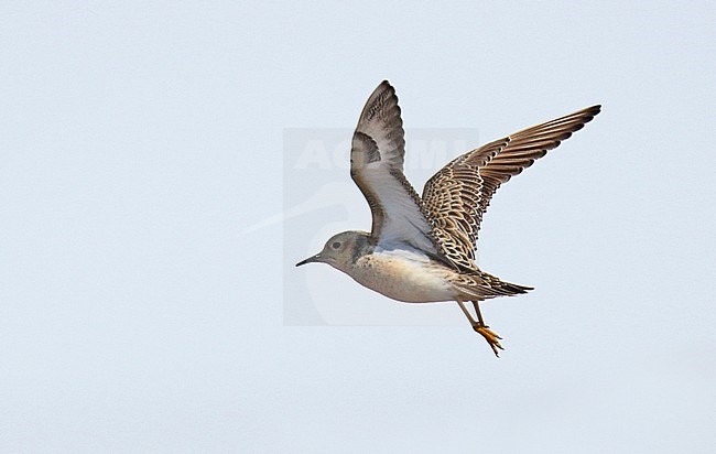 Adult Buff-breasted Sandpiper (Tringites subruficollis) in flight over tundra of Alaska, during spring. stock-image by Agami/Dani Lopez-Velasco,