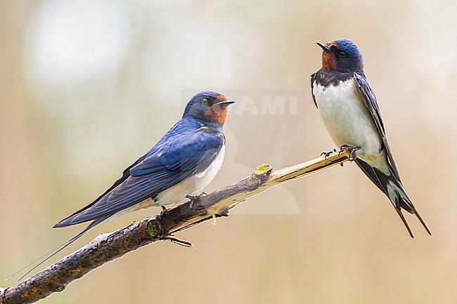 Boerenzwaluw, Barn Swallow stock-image by Agami/Daniele Occhiato,