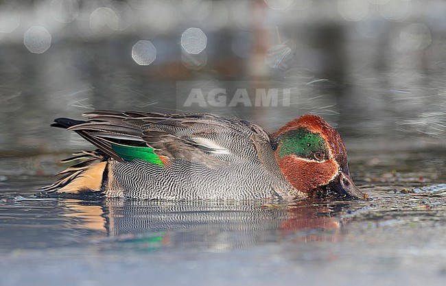 Male wintering Eurasian Teal (Anas crecca) at Katwijk, Netherlands. Also known as Common teal. stock-image by Agami/Marc Guyt,