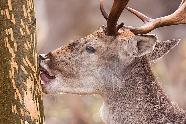 Fallow deer (Dama dama) male feeding on bark in winter stock-image by Agami/Caroline Piek,