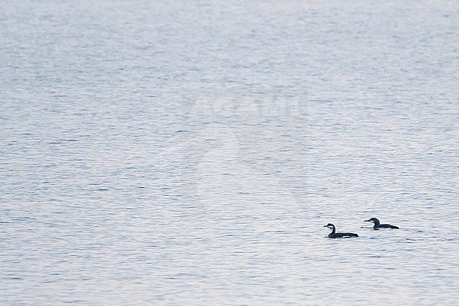 Arctic Loon - Prachttaucher - Gavia arctica ssp. arctica, Germany, adult winter stock-image by Agami/Ralph Martin,