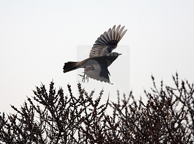 Ring Ouzel man flying against the light; Beflijster man vliegend met tegenlicht stock-image by Agami/Marc Guyt,