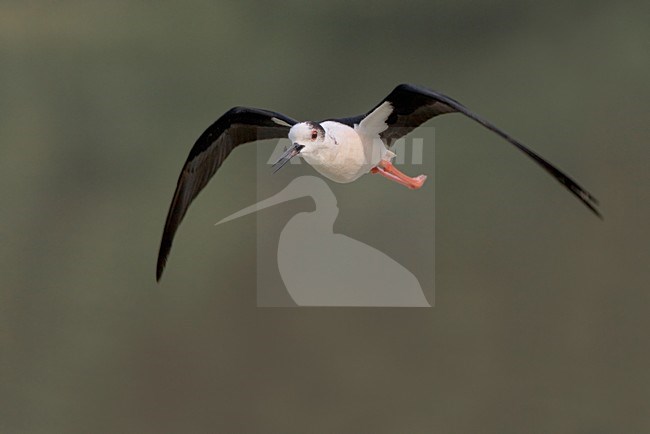 Steltkluut in vlucht; Black-winged Stilt in flight stock-image by Agami/Daniele Occhiato,