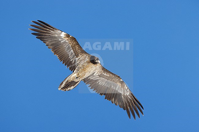 bearded vulture stock-image by Agami/Chris van Rijswijk,