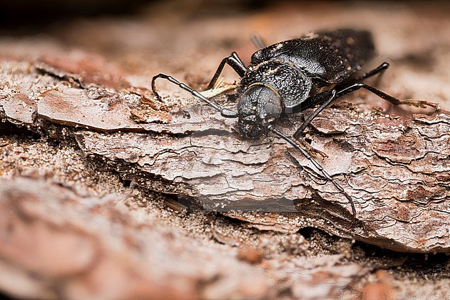 Ergates faber - Mulmbock, France (Landes), imago, female stock-image by Agami/Ralph Martin,