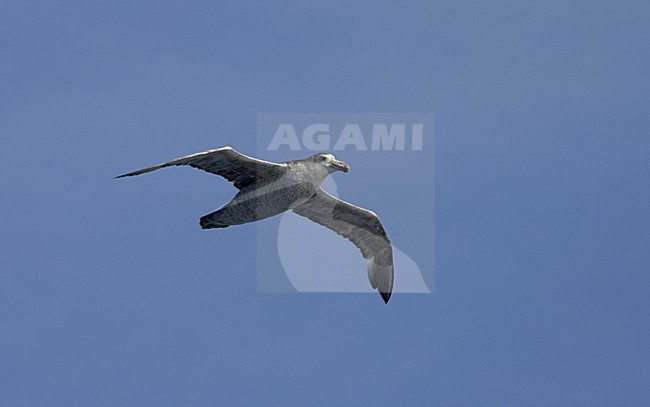 Northern giant petrel (Macronectes halli) in flight. Most probably this species. stock-image by Agami/Marc Guyt,