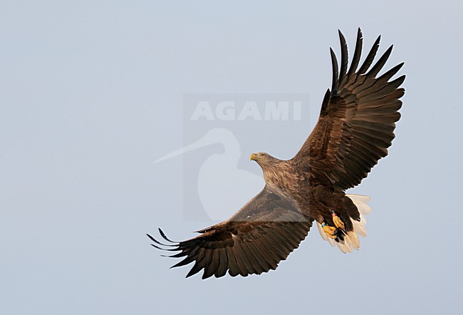 Zeearend adult vliegend; White-tailed Eagle adult flying stock-image by Agami/Markus Varesvuo,