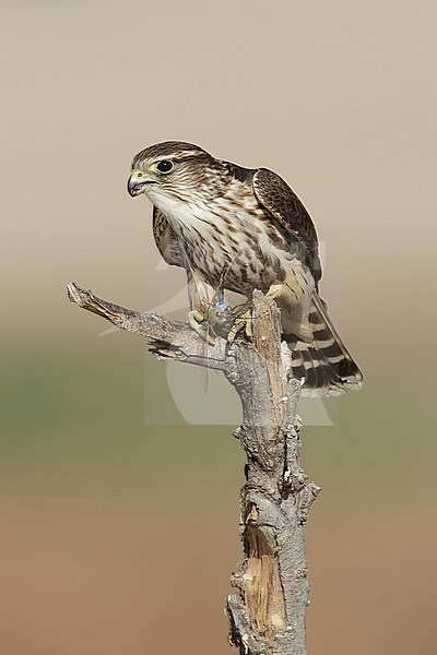 Adult female American Merlin (Falco columbarius columbarius) wintering in Riverside County, California. Perched on a dead branch against a brown background. stock-image by Agami/Brian E Small,