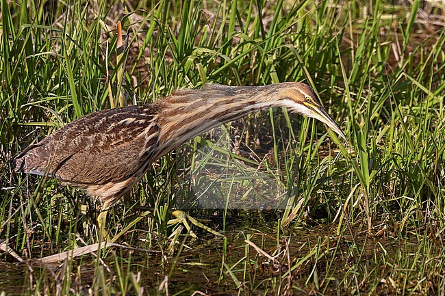 An American Bittern in a rare wide open position ready to strike for its prey at Colony Farm near the city of Vancouver, British Colombia, Canada. stock-image by Agami/Jacob Garvelink,